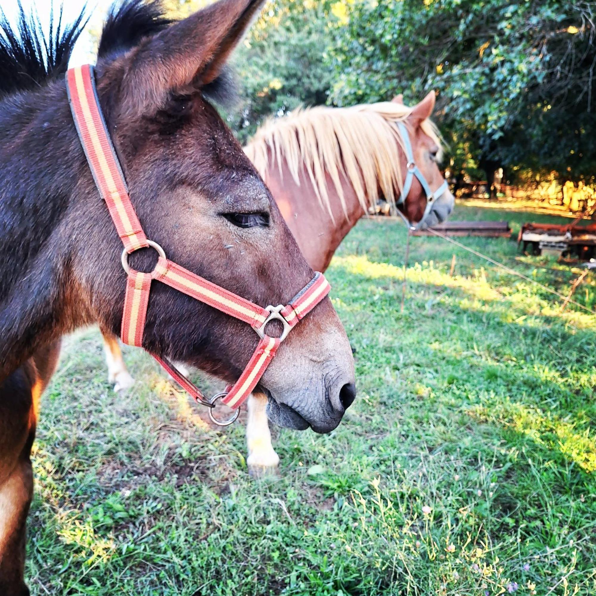 ブルトニグラ Ranch Radin Bed & Breakfast エクステリア 写真